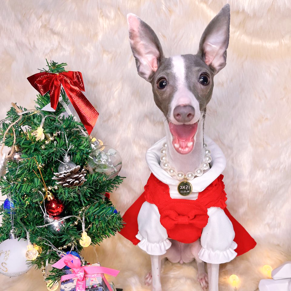 Handmade Pearl Dog Collar Necklace | Custom Korean Pet Jewelry | Personalized Dog Accessory